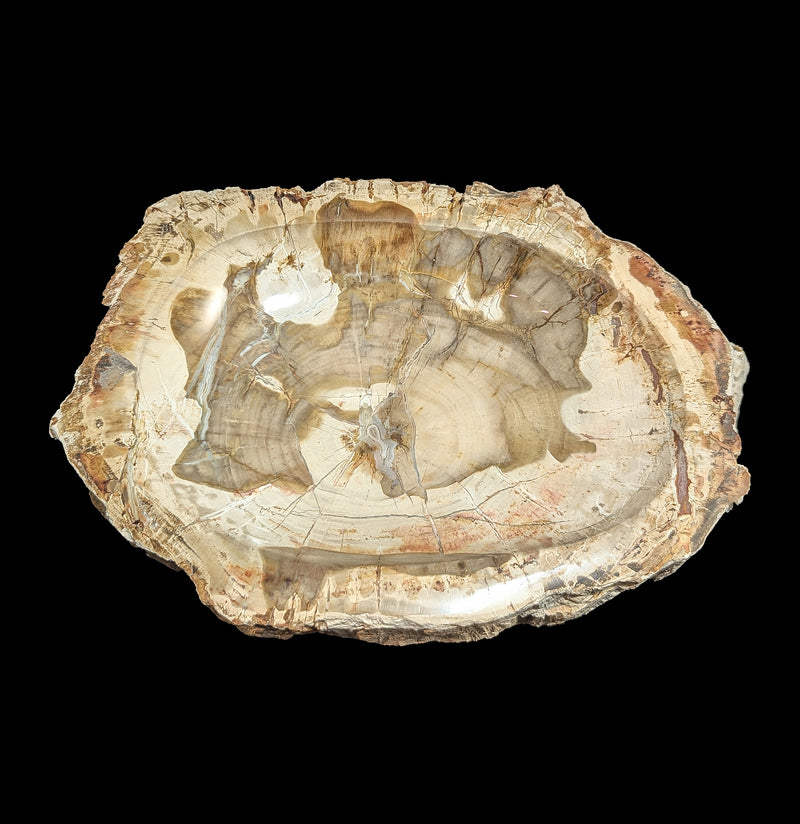 Petrified Wood Bowl-Fossils-Rock Paradise-PaxtonGate