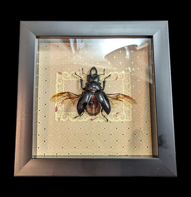 Framed Stag Beetle With Assorted Backgrounds-Insects-Classic mouse parade-PaxtonGate