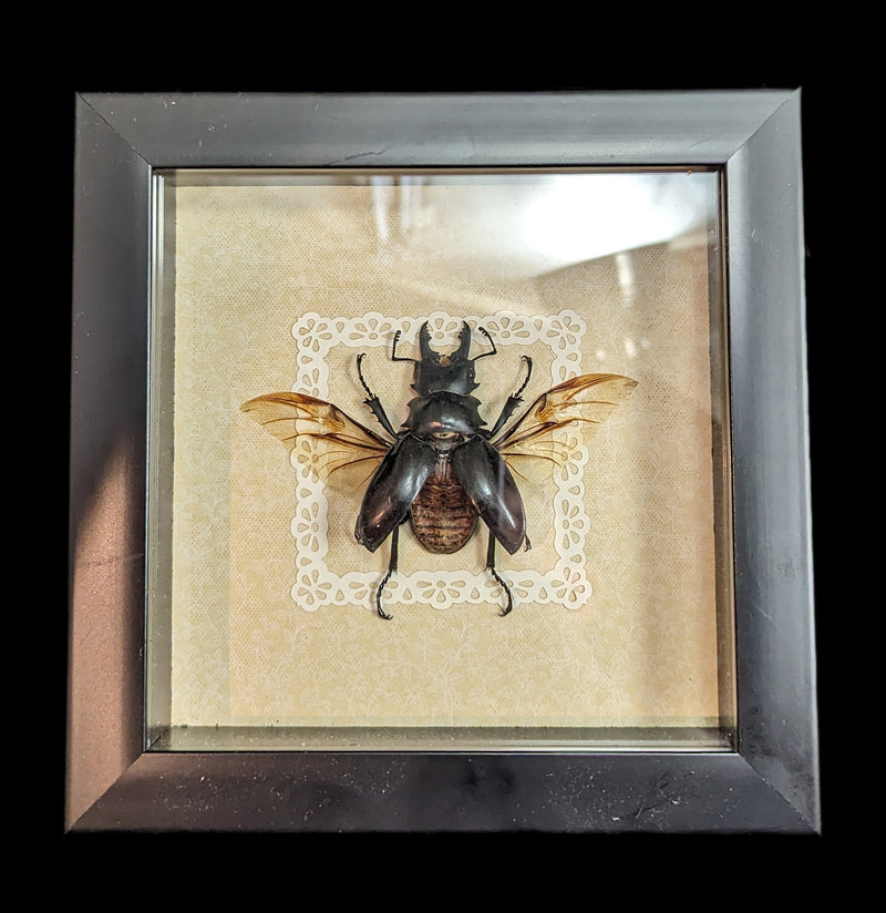 Framed Stag Beetle With Assorted Backgrounds-Insects-Classic mouse parade-PaxtonGate