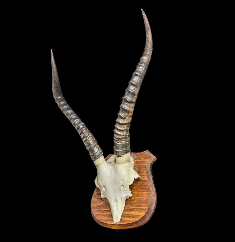 Mounted Blesbok Skull Plate-Skulls-African Crafts Market-PaxtonGate