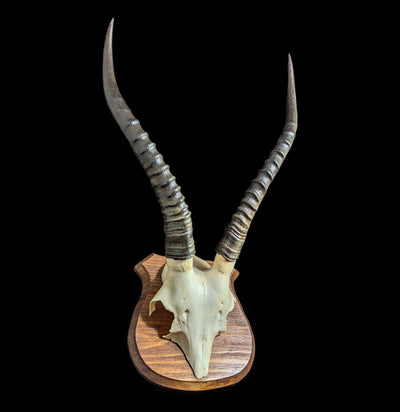 Mounted Blesbok Skull Plate-Skulls-African Crafts Market-PaxtonGate