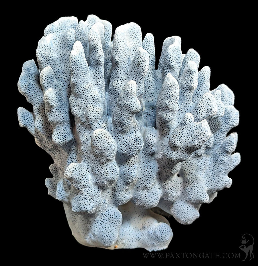 Blue Heliopora Coerulea Coral For Sale | Paxton Gate