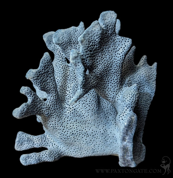 Blue Heliopora Coerulea Coral For Sale | Paxton Gate