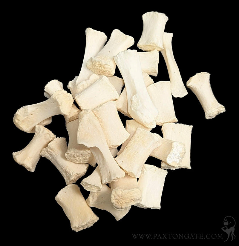 Dog Sternum Bone-Skulls & Bones-Skulls Unlimited-PaxtonGate