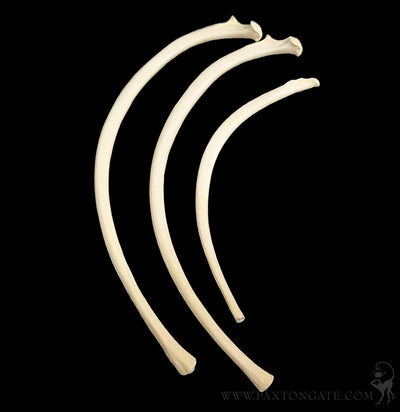 Dog Rib Bone-Skulls & Bones-Skulls Unlimited-PaxtonGate