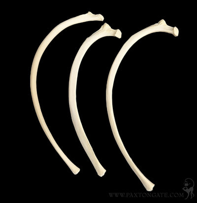 Dog Rib Bone-Skulls & Bones-Skulls Unlimited-PaxtonGate