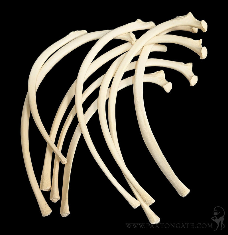 Dog Rib Bone-Skulls & Bones-Skulls Unlimited-PaxtonGate