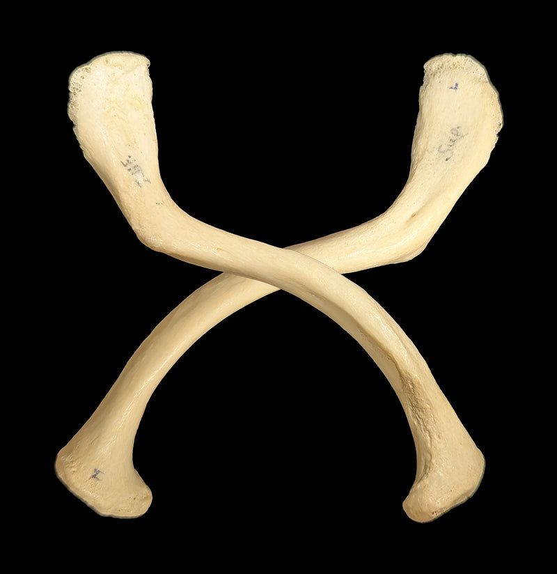 Human Clavicle-Skulls & Bones-Jennifer Jones-PaxtonGate