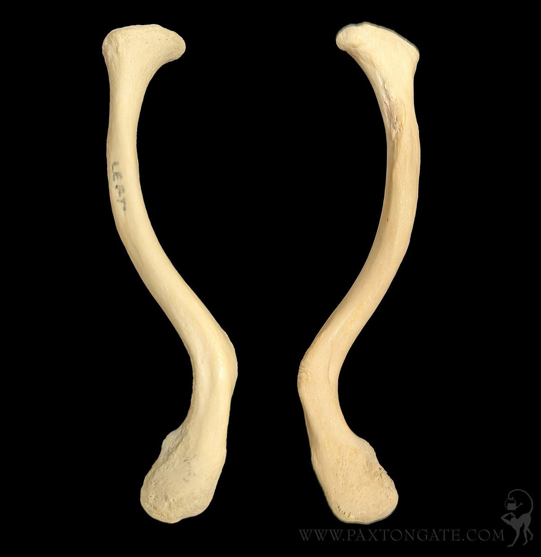Human Clavicle Bone For Sale | Paxton Gate