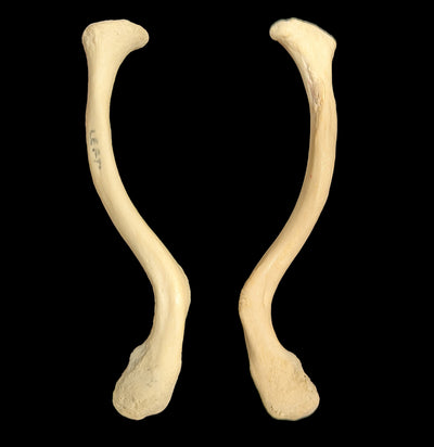 Human Clavicle-Skulls & Bones-Jennifer Jones-PaxtonGate