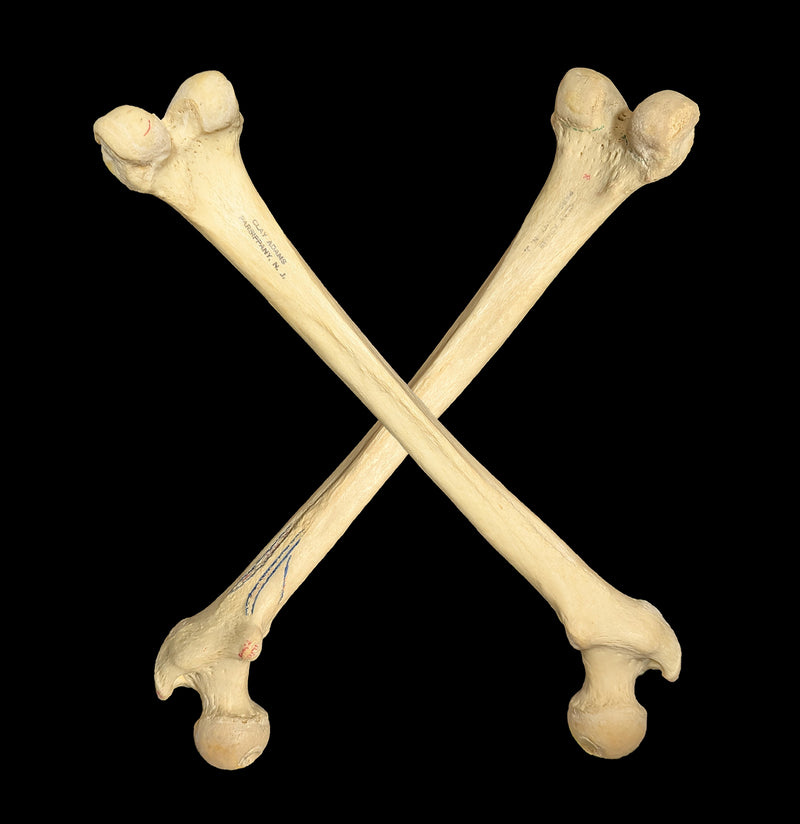 Human Femur-Skulls & Bones-Jennifer Jones-PaxtonGate