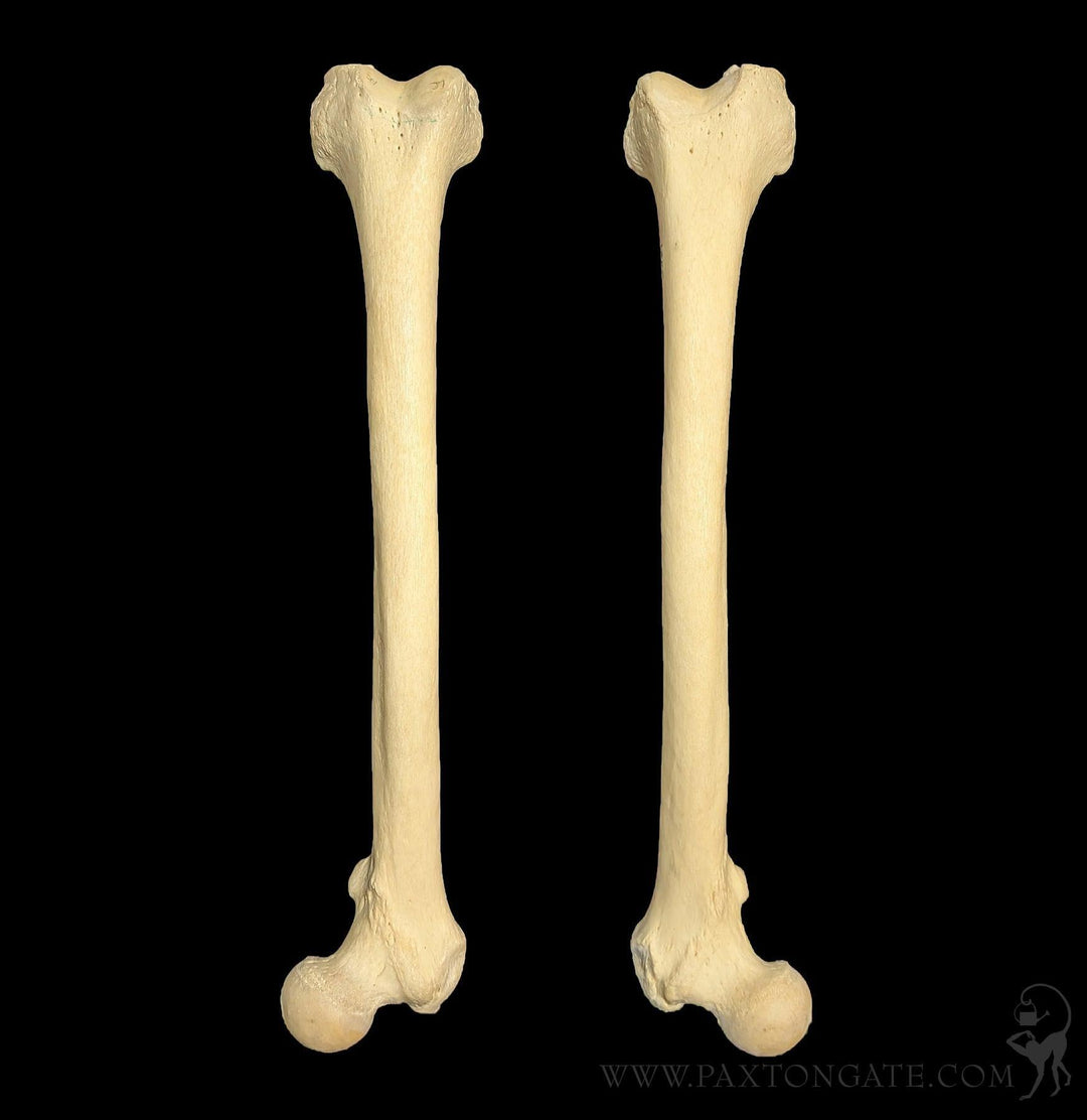 Human Femur Bone For Sale | Paxton Gate