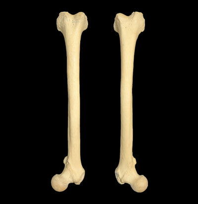 Human Femur-Skulls & Bones-Jennifer Jones-PaxtonGate