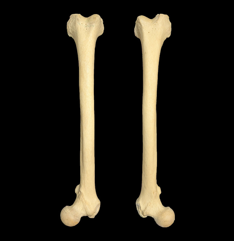 Human Femur-Skulls & Bones-Jennifer Jones-PaxtonGate