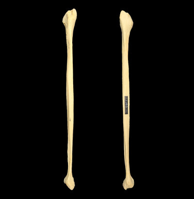 Human Fibula-Skulls & Bones-Jennifer Jones-PaxtonGate