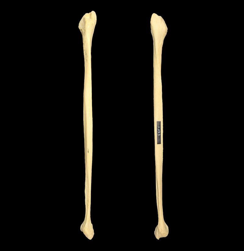 Human Fibula-Skulls & Bones-Jennifer Jones-PaxtonGate