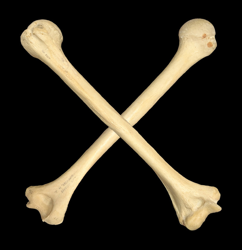 Human Humerus Bone-Skulls & Bones-Jennifer Jones-PaxtonGate