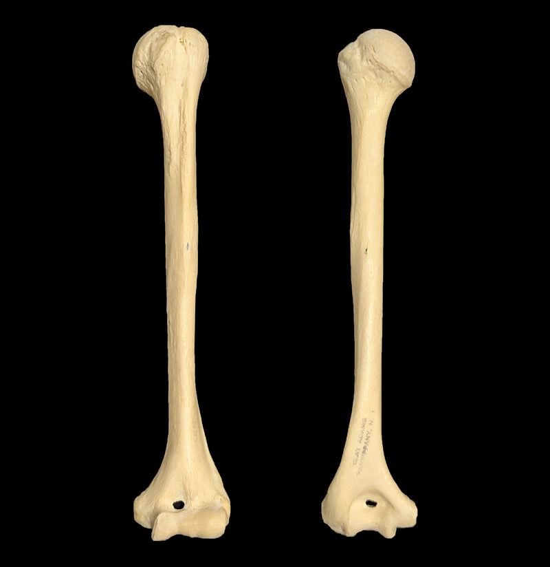 Human Humerus Bone-Skulls & Bones-Jennifer Jones-PaxtonGate