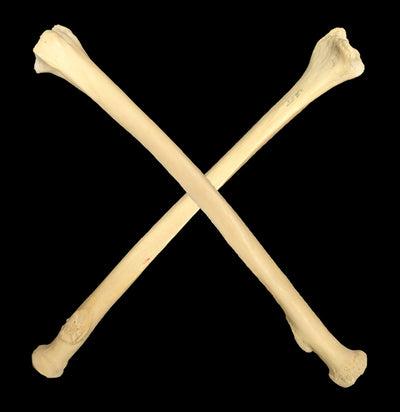 Human Radius-Skulls & Bones-Jennifer Jones-PaxtonGate