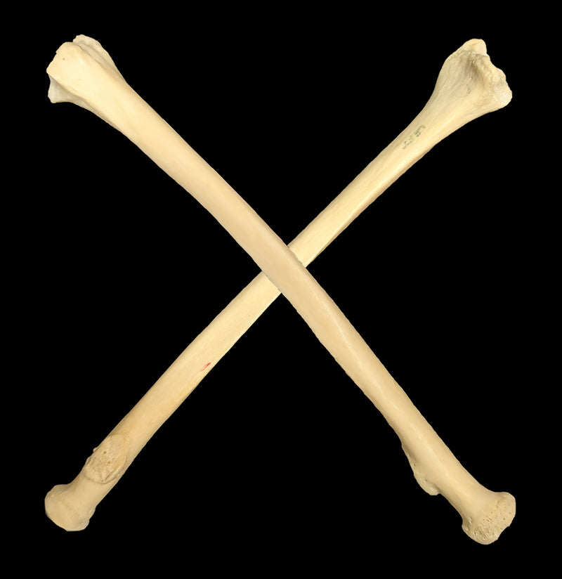 Human Radius-Skulls & Bones-Jennifer Jones-PaxtonGate