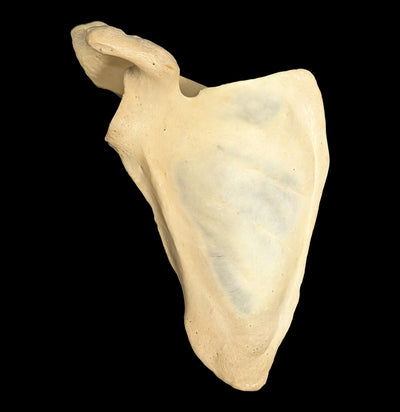 Human Scapula Bone-Skulls & Bones-Jennifer Jones-PaxtonGate