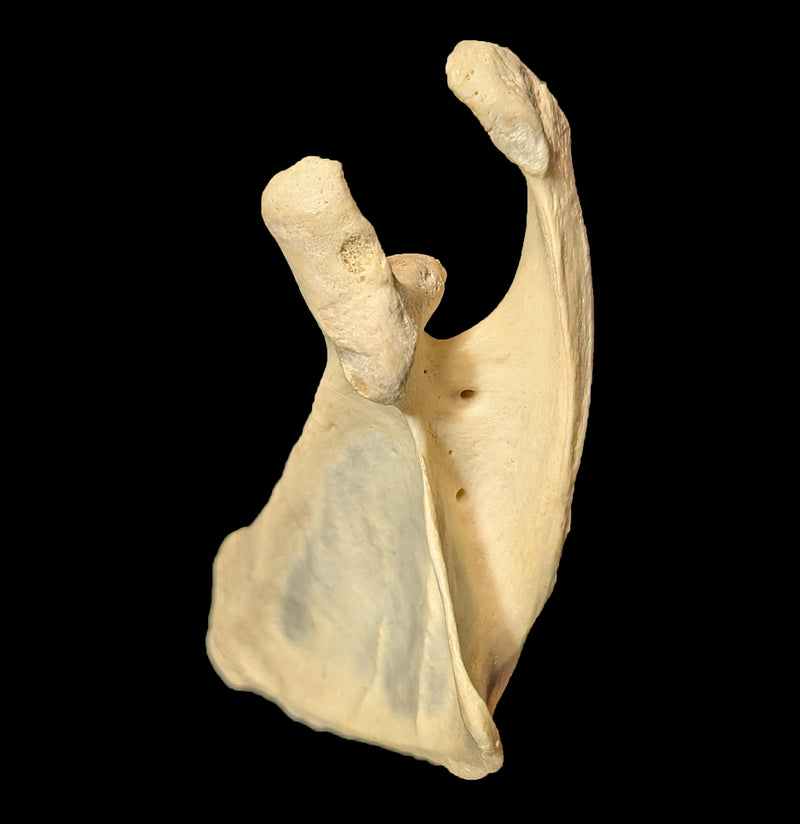 Human Scapula Bone-Skulls & Bones-Jennifer Jones-PaxtonGate