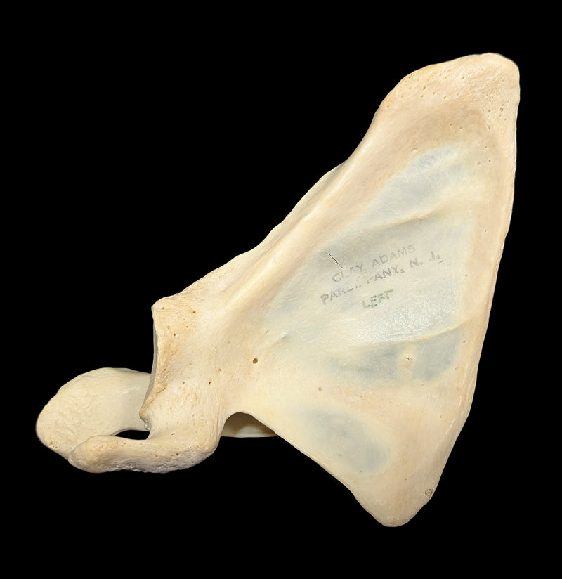 Human Scapula Bone-Skulls & Bones-Jennifer Jones-PaxtonGate