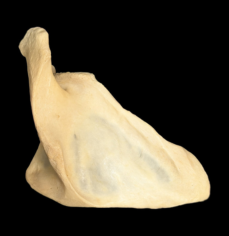 Human Scapula Bone-Skulls & Bones-Jennifer Jones-PaxtonGate