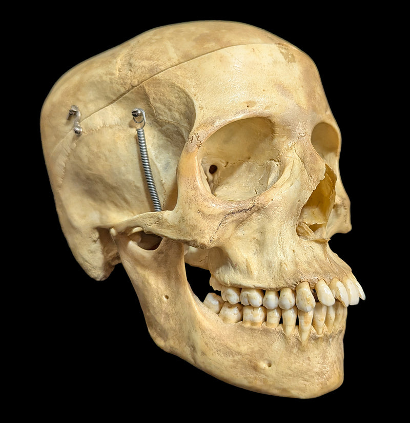 Human Skull Medical Specimen-Skulls & Bones-Jennifer Jones-PaxtonGate