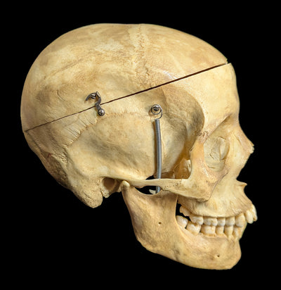 Human Skull Medical Specimen-Skulls & Bones-Jennifer Jones-PaxtonGate