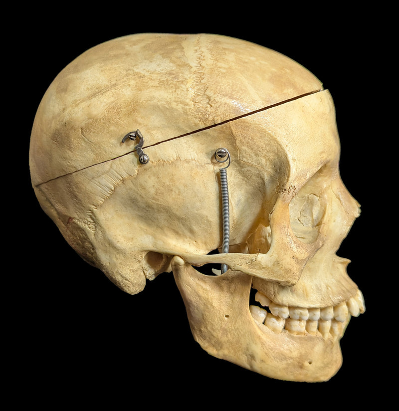 Human Skull Medical Specimen-Skulls & Bones-Jennifer Jones-PaxtonGate