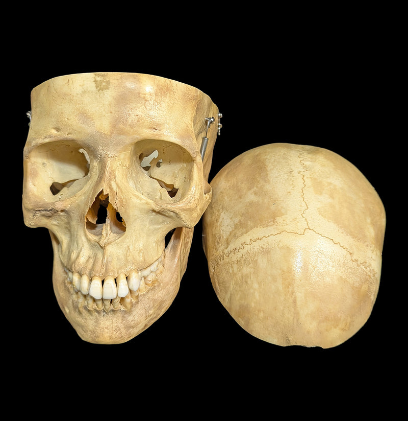 Human Skull Medical Specimen-Skulls & Bones-Jennifer Jones-PaxtonGate