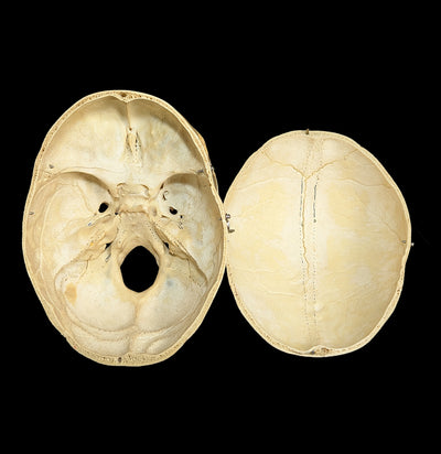 Human Skull Medical Specimen-Skulls & Bones-Jennifer Jones-PaxtonGate