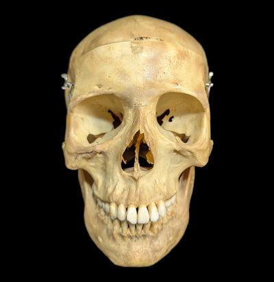 Human Skull Medical Specimen-Skulls & Bones-Jennifer Jones-PaxtonGate
