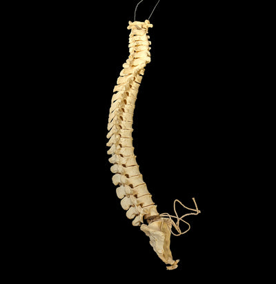 Articulated Human Spinal Column-Skulls & Bones-Jennifer Jones-PaxtonGate