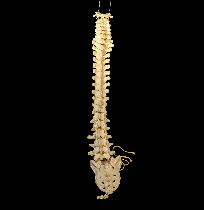 Articulated Human Spinal Column-Skulls & Bones-Jennifer Jones-PaxtonGate