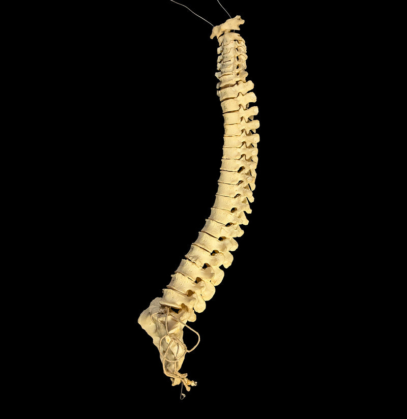 Articulated Human Spinal Column-Skulls & Bones-Jennifer Jones-PaxtonGate