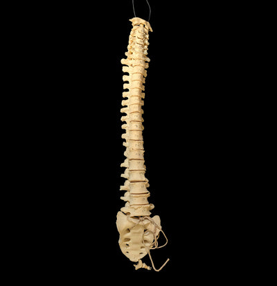 Articulated Human Spinal Column-Skulls & Bones-Jennifer Jones-PaxtonGate