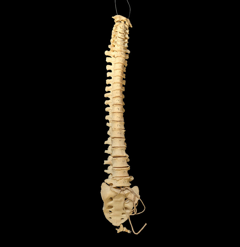 Articulated Human Spinal Column-Skulls & Bones-Jennifer Jones-PaxtonGate