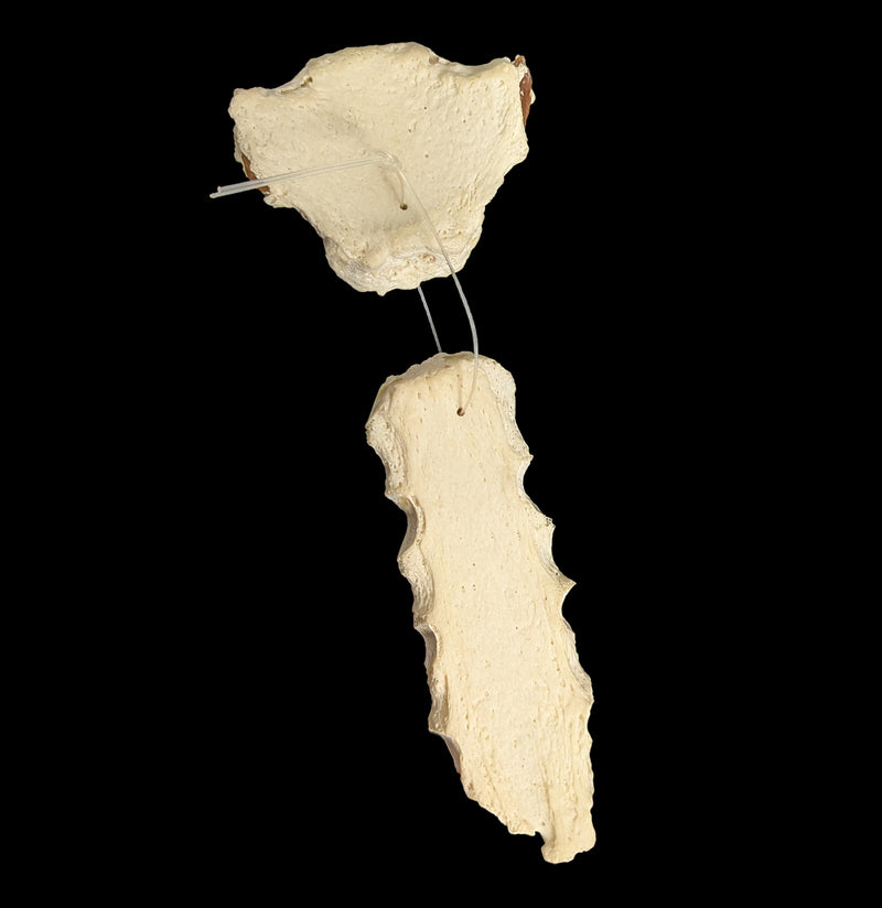 Human Sternum-Skulls & Bones-Jennifer Jones-PaxtonGate