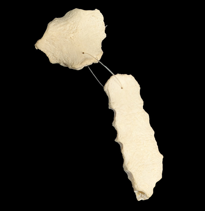 Human Sternum-Skulls & Bones-Jennifer Jones-PaxtonGate