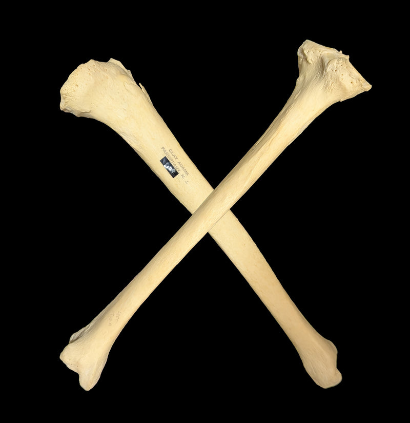 Human Tibia-Skulls & Bones-Jennifer Jones-PaxtonGate