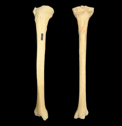 Human Tibia-Skulls & Bones-Jennifer Jones-PaxtonGate