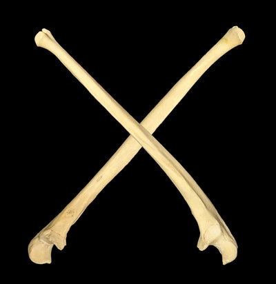 Human Ulna Bone-Skulls & Bones-Jennifer Jones-PaxtonGate