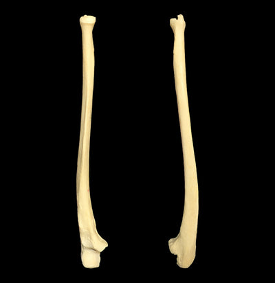 Human Ulna Bone-Skulls & Bones-Jennifer Jones-PaxtonGate