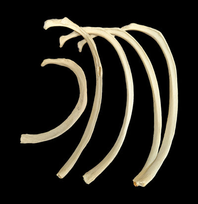 Human Rib Bone-Skulls & Bones-Jennifer Jones-PaxtonGate
