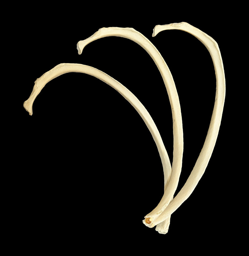 Human Rib Bone-Skulls & Bones-Jennifer Jones-PaxtonGate