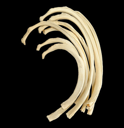 Human Rib Bone-Skulls & Bones-Jennifer Jones-PaxtonGate