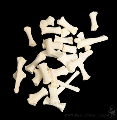 Cat Sternum Bones-Skulls & Bones-Skulls Unlimited-PaxtonGate