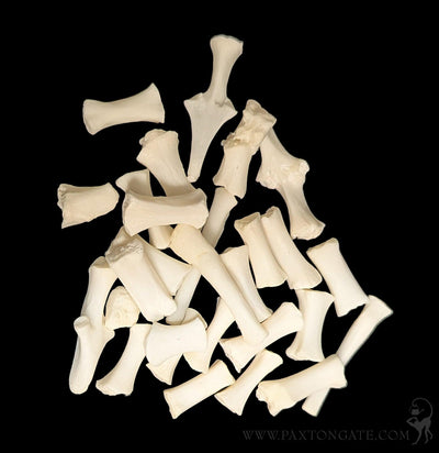 Cat Sternum Bones-Skulls & Bones-Skulls Unlimited-PaxtonGate